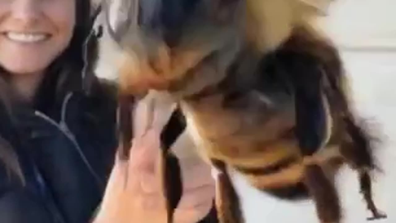 Giant Bee Spotted! 🐝😱 You Won’t Believe Its Size!