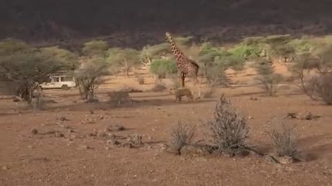 Lion Attacks Giraffe