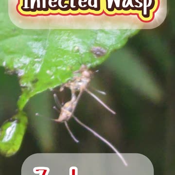 Zombie Fungus Found on Our Farm! 😱🧟‍♀️🍄 Expat in the Philippines