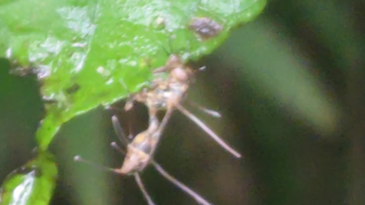Zombie Fungus Found on Our Farm! 😱🧟♀️🍄 Expat in the Philippines