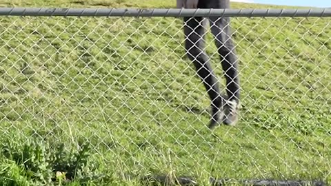 How Animals Get Over a Fence (With Emojis)