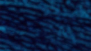 WAV - Hide Bush