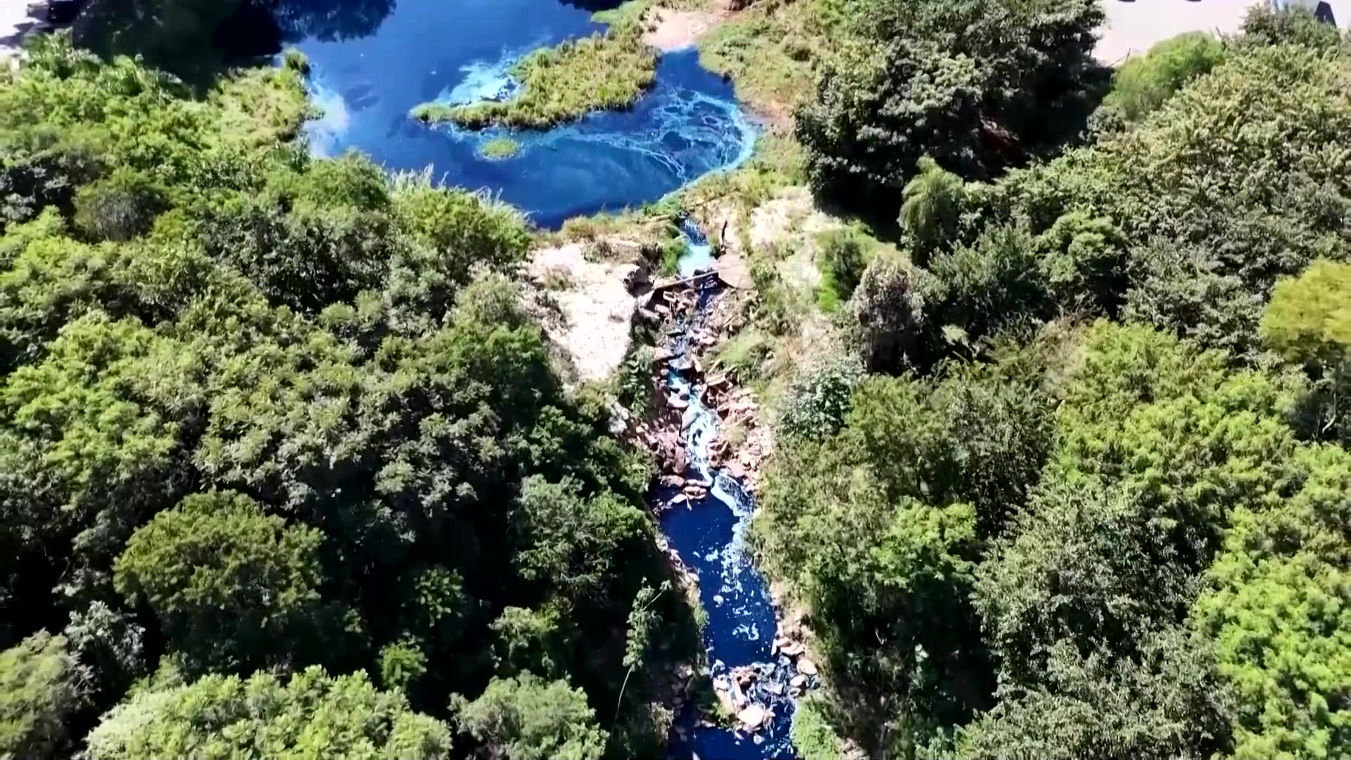 Sao Paulo lake and wildlife turn blue after accidental spill