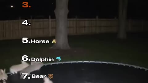 Ranking Best 'Trampoline Animals' Moments
