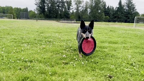 Yuma makes a good effort despite my poor throw