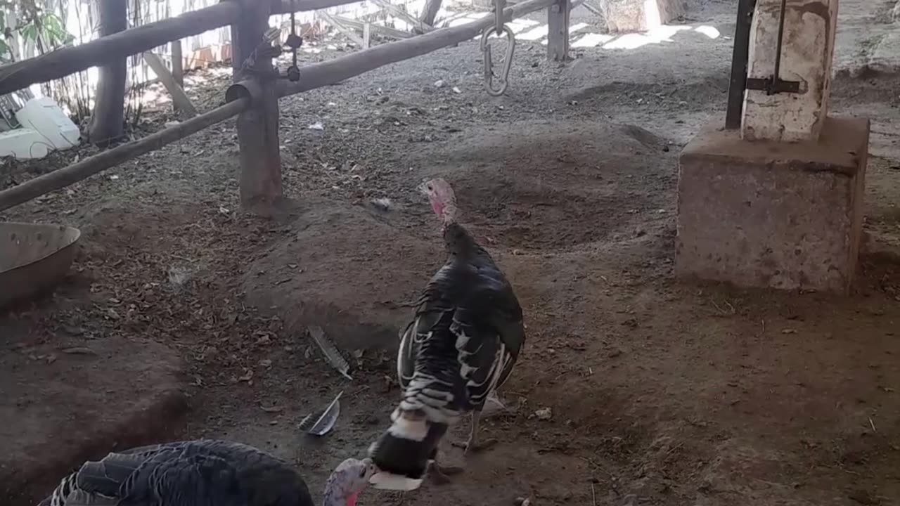 turkey