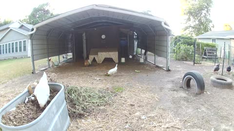 Busy Little Hens!