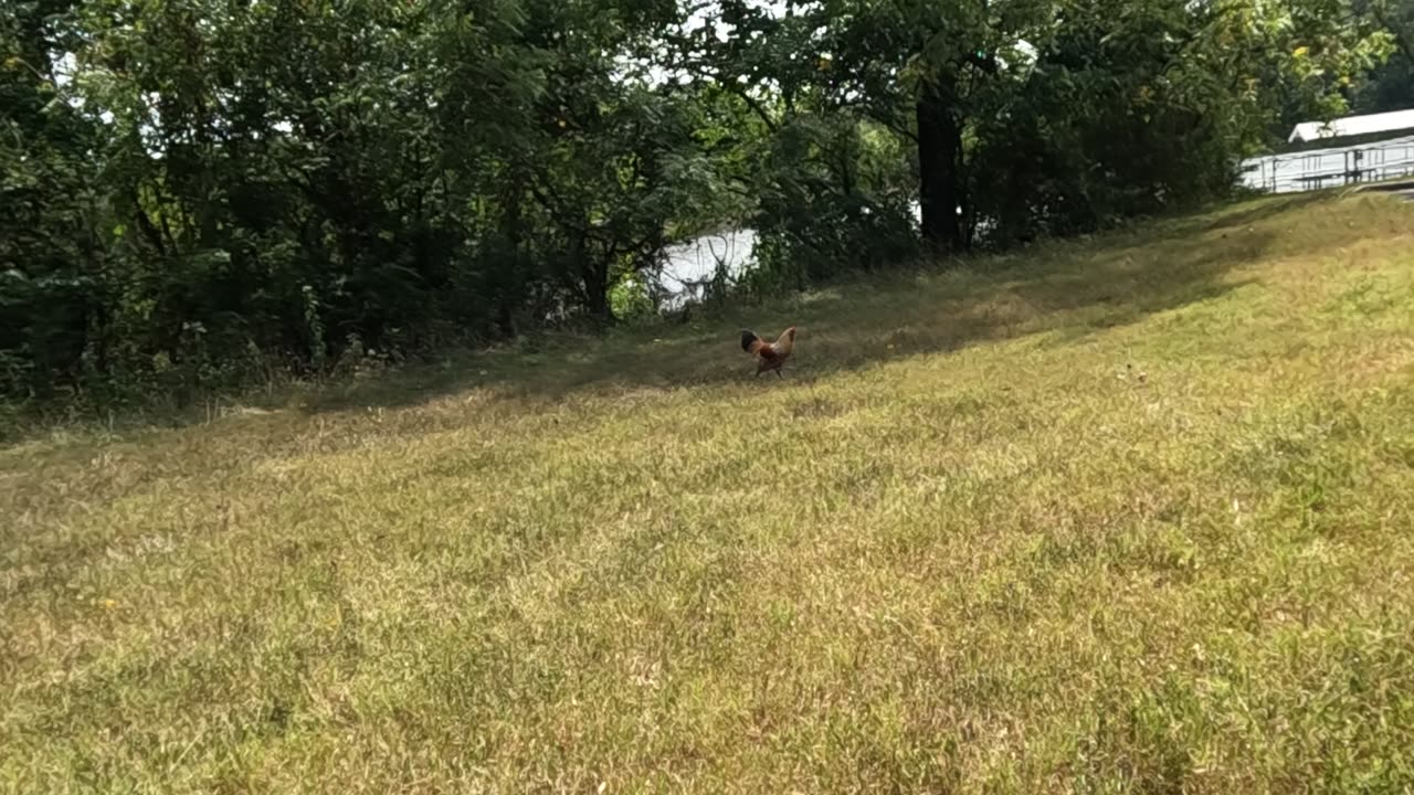 ROOSTER UNMUTED Happy Labor Day Beautiful & Fun Americans!