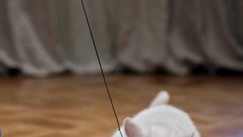cat funney moment