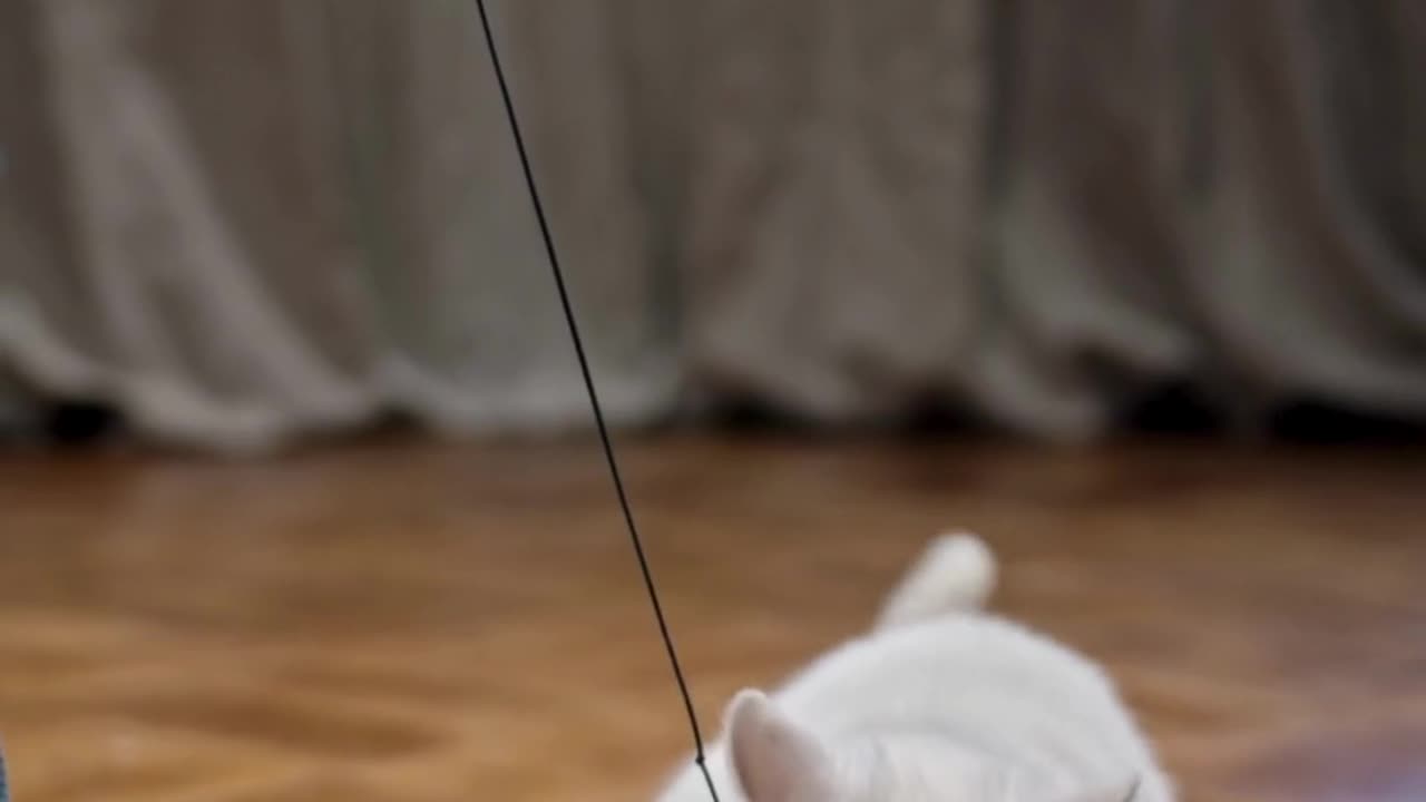 cat funney moment