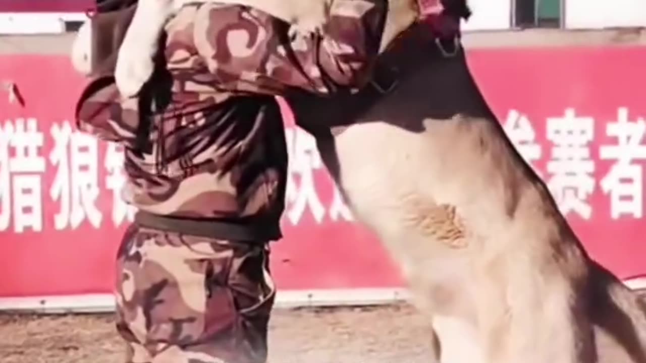 The most dangerous dog in the world.