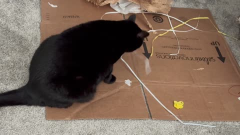 Cute Precious Piper Uses Her Play Area - Adopting a Cat from a Shelter Vlog