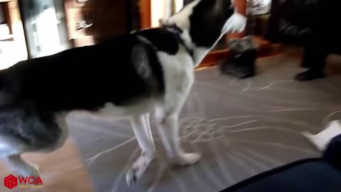 SMART PETS_ CAT _ DOG CUTE VIDEOS _ Funny Pets Compilation