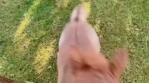 Horse attacked owner fyp funny fails