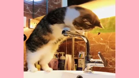 Funny & Adorable Pets – Try Not to Laugh Challenge 2025!