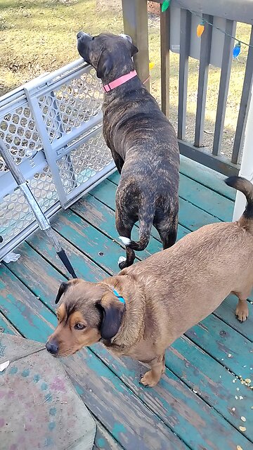 Rosco & Jojo dogs🐕