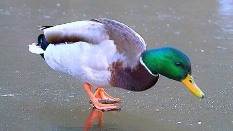 Arctic Mallard Duck Drakes Running on Ice