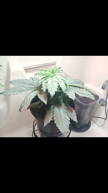 Fruity pebbles week 4