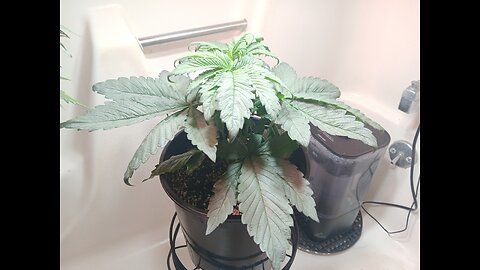 Fruity pebbles week 4