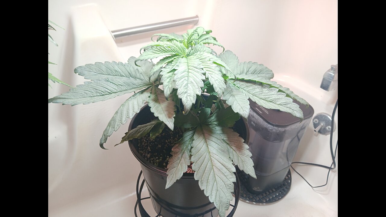 Fruity pebbles week 4