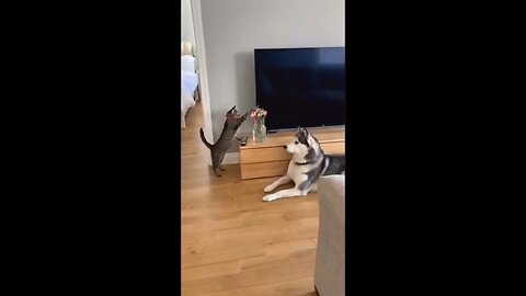 Omg 😱 dog 🐕 & Cat 🐈 funny 😄 moments
