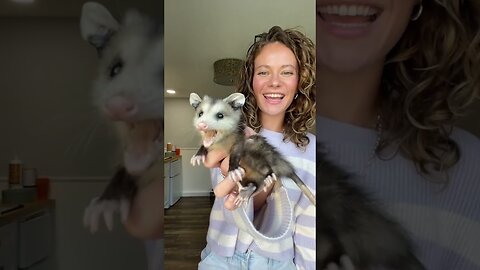 The woman found the baby possum in her precinct and became his mom