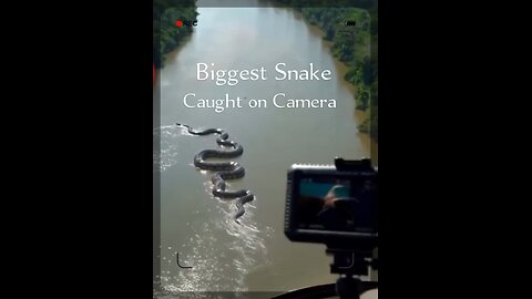 World's Biggest Snake Caught on Camera