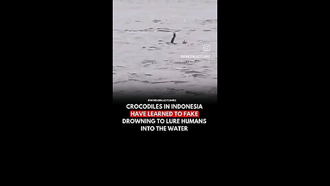 Crocodiles Can Fake Drowning To Trick Their Prey