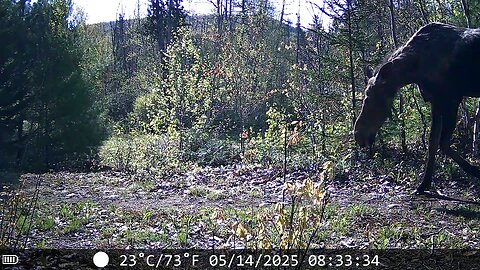 Good morning moose