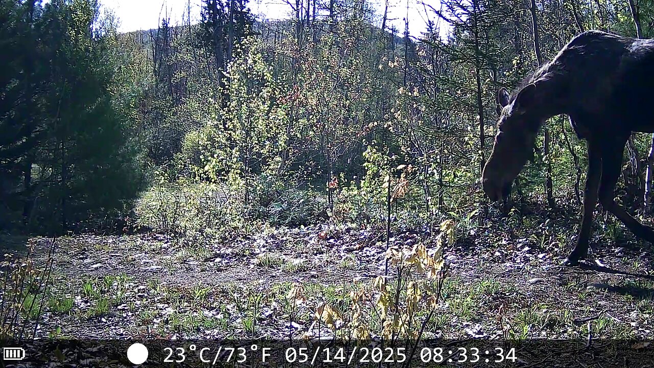 Good morning moose