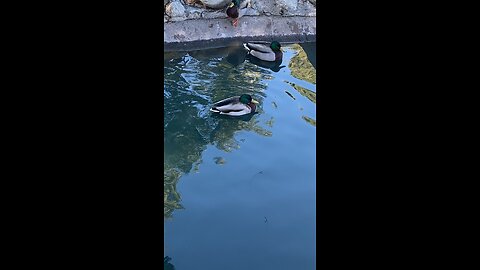 Mallard Ducks 🦆 #mallardducks #ducks #duck #viral #shorts #followme #trending