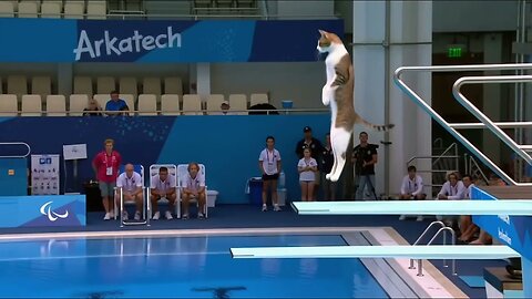 Which Animal Wins the Gold Medal? | Animal Olympics