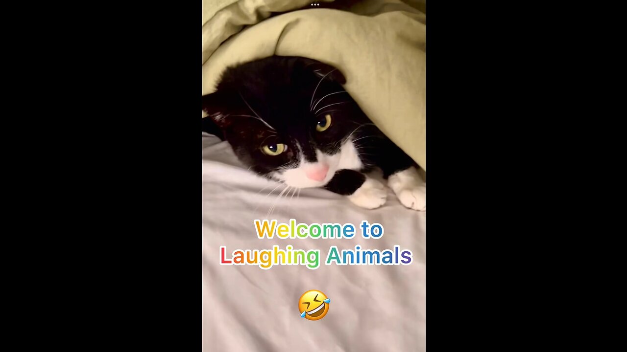 Funny parrot crying like a baby