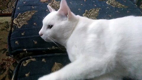 My Cat