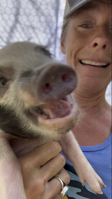 Piglets lost their minds!