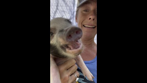 Piglets lost their minds!