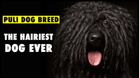 Meet the PULI, the Dog with the MOST Hair in the World