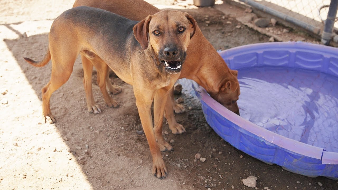 Watch what our dog Archie does when he realizes this is his yard!
