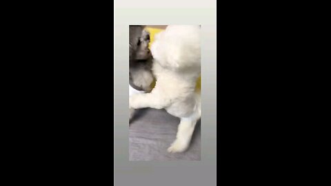 इनकी भी प्रोपर्टी की समस्या है