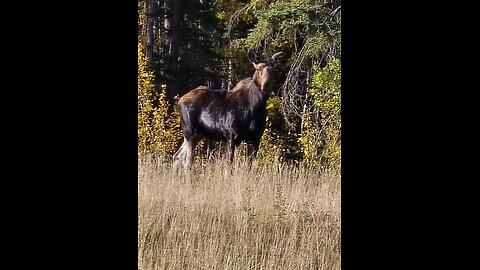 I give a carrot to Moose Molly for Xmas