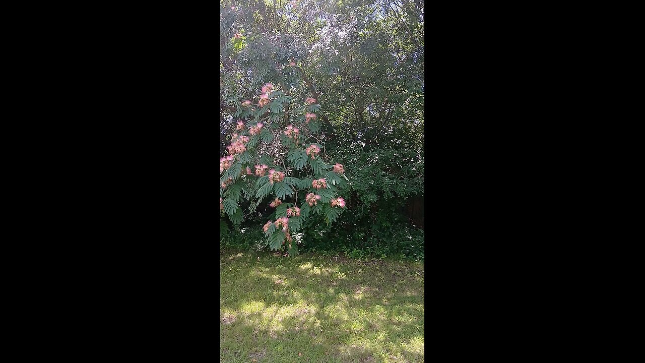 Saturday's Mamosa Tree Ramblin' Rantin' Sermon 🇺🇲🇺🇲🇺🇲🇺🇲🇺🇲🇺🇲🇺🇲🐸🐸🐸