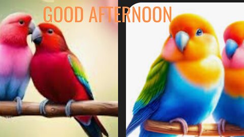 GOOD AFTERNOON 🌆🌆🌞🌞🌞 FROM Love Birds Pair 🐦🐦🕊 🕊 🕊 🐦🐦🐦