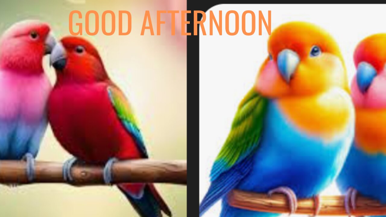 GOOD AFTERNOON 🌆🌆🌞🌞🌞 FROM Love Birds Pair 🐦🐦🕊 🕊 🕊 🐦🐦🐦