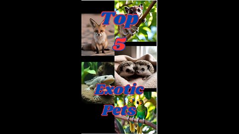 Top 5 Exotic Pets