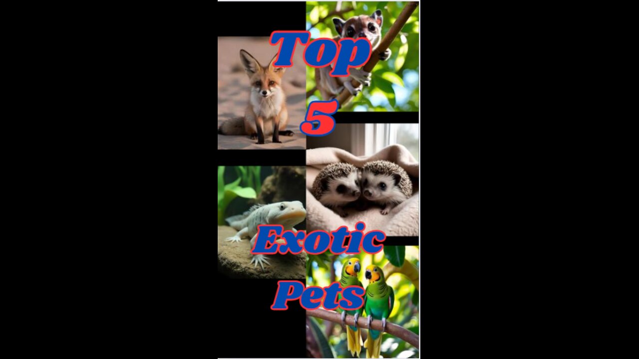 Top 5 Exotic Pets
