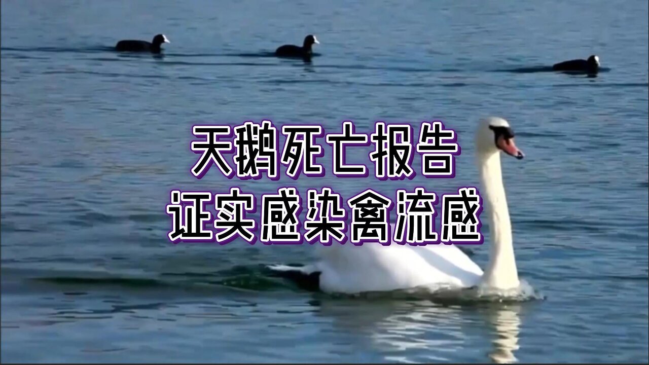 天鹅死亡报告证实感染禽流感