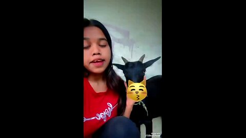 Guys guest the animal no cheating😂