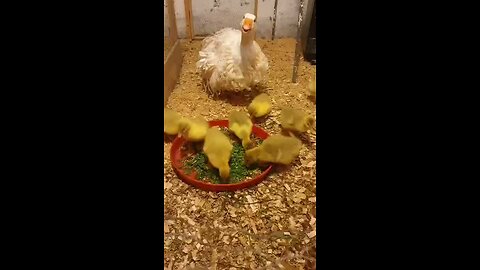 birds and her mother