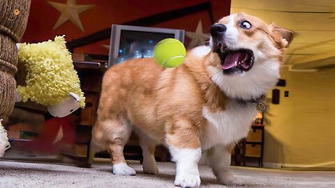 2025’s Funniest Dogs & Cats 😂 You Won’t Stop Laughing! | You Laugh You lose 😍😸😹 #Ep76