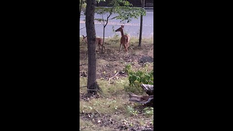 My Doe brought her fawns for dinner tonight